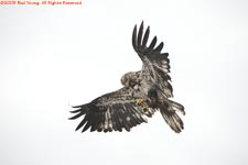 juvenile in flight