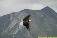 adult in flight