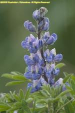 Nootka lupine