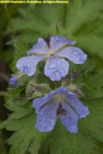 wild geranium