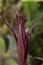 elegant paintbrush