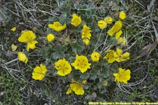 Alaska poppy