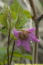 salmonberry