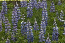 Nootka lupines