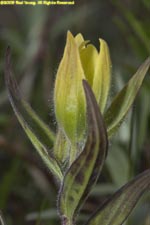 yellow paintbrush