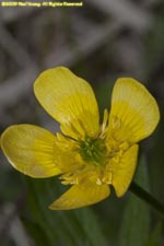 western buttercup