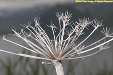 dried angelica flower head