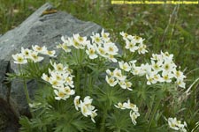 narcissus-flowered anemone