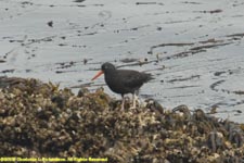 black oystercatcher