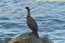 pelagic cormorant