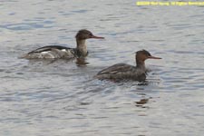 red-breasted mergansers