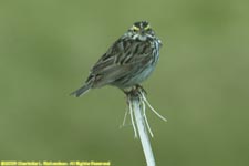 savannah sparrow