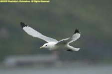 black-legged kittiwake