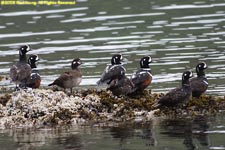 harlequin ducks