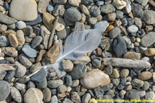 feather
