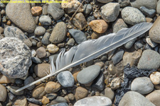 feather