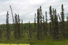 black spruce