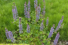 lupines