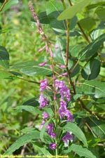 common fireweed