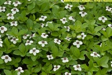 dwarf dogwood