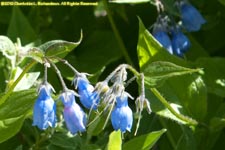 bluebells