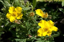 cinquefoil