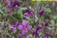 dwarf fireweed