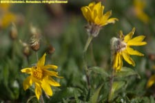 alpine arnica