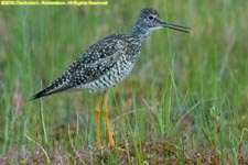 greater yellowlegs