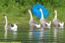 geese