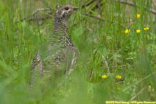 grouse