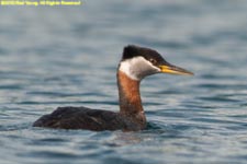 red-necked grebe