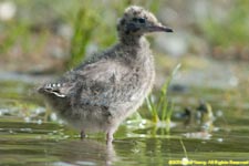 Bonaparte's gull chick