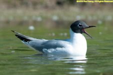 Bonaparte's gull