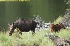 moose and calf