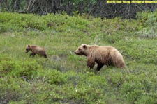 grizzly sow and cub