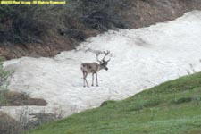 caribou on ice