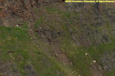 Dall sheep