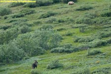 moose and grizzly bear standoff