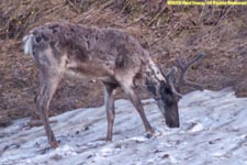 shedding caribou on ice