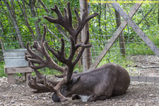 caribou bull