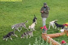 sled dogs