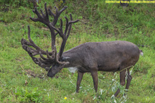 bull caribou