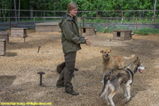 sled dog training