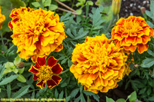 marigolds