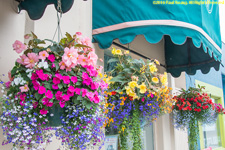 hanging flowers