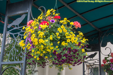 hanging flowers