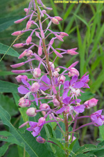 fireweed