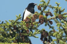 stellar jay (I think)