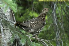 grouse